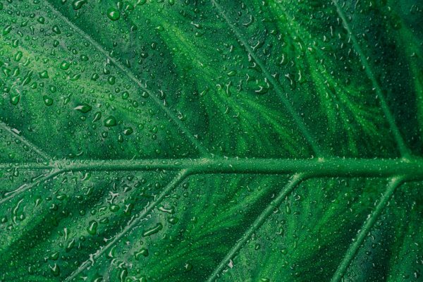 huile cbd